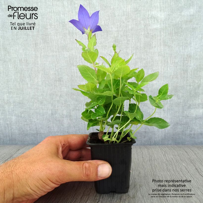 Esemplare di Platycodon grandiflorus Mariesii - Campanula cinese Vasetto da 7/8 cm consegnato in estate
