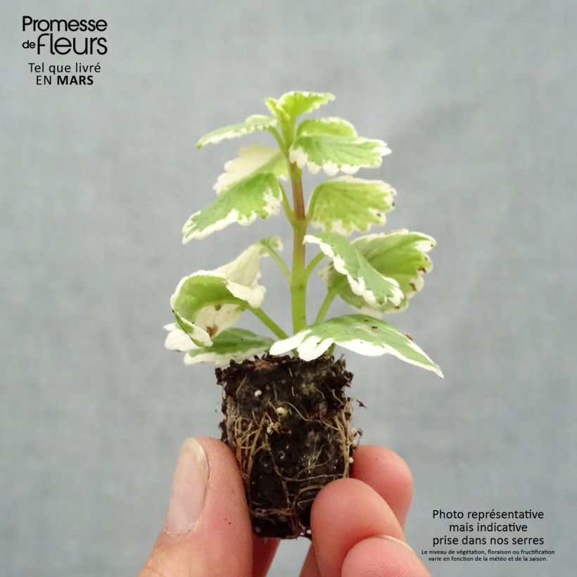 Plectranthus coleoides Variegatus Mini zolla Ø 1,5/2,5 cm esemplare consegnato in primavera