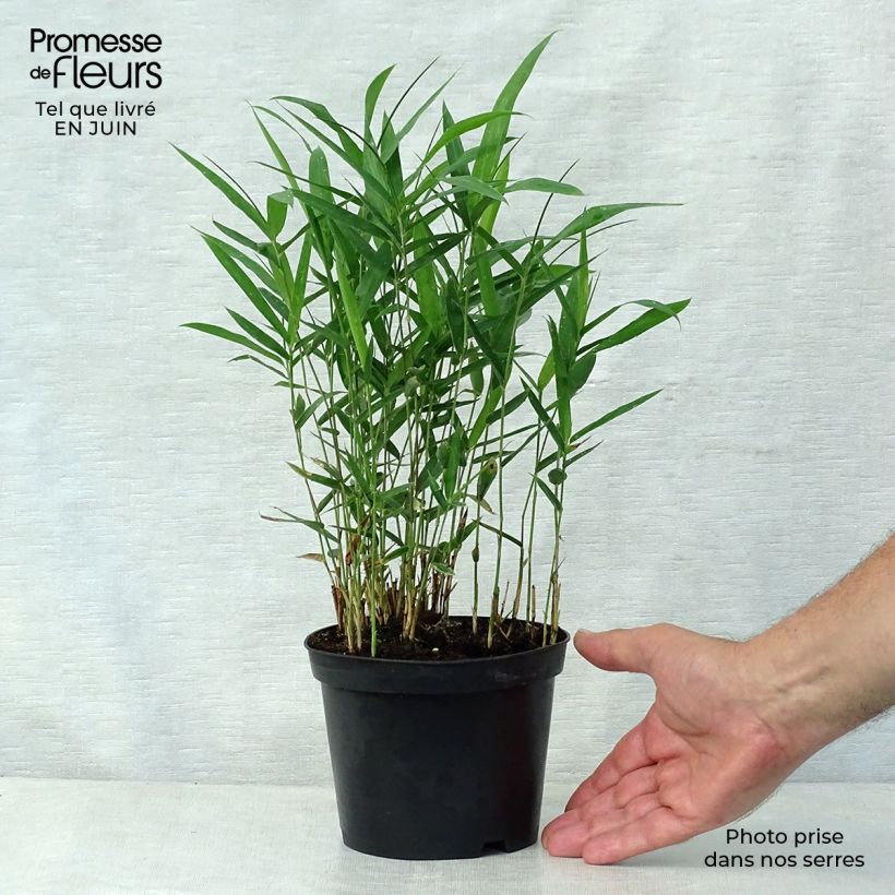 Esemplare di Pleioblastus argenteostriatus Pumilus Vaso da 1L/1,5L consegnato in estate