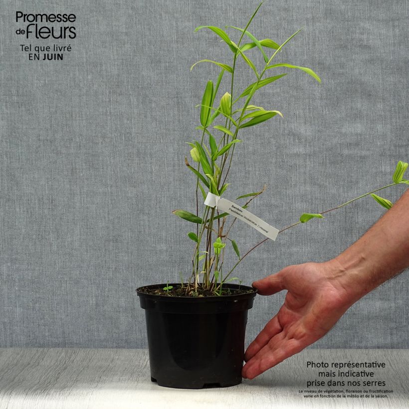 Esemplare di Pleioblastus auricomus - Bambù striato di verde Vaso da 1L/1,5L consegnato in estate