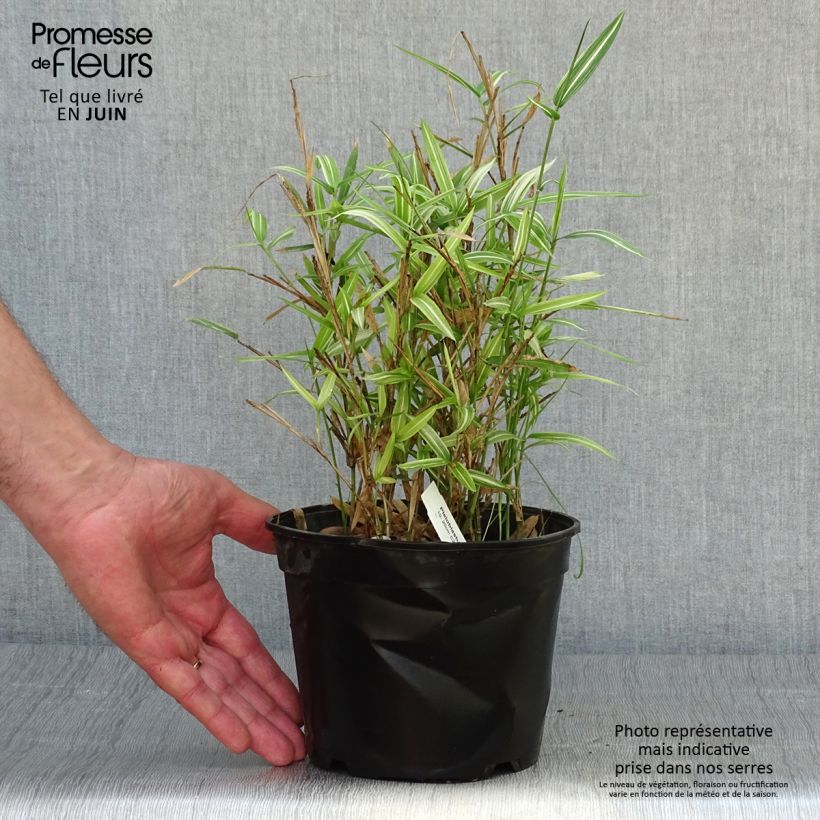 Esemplare di Pleioblastus fortunei Variegatus Vaso da 1L/1,5L consegnato in estate