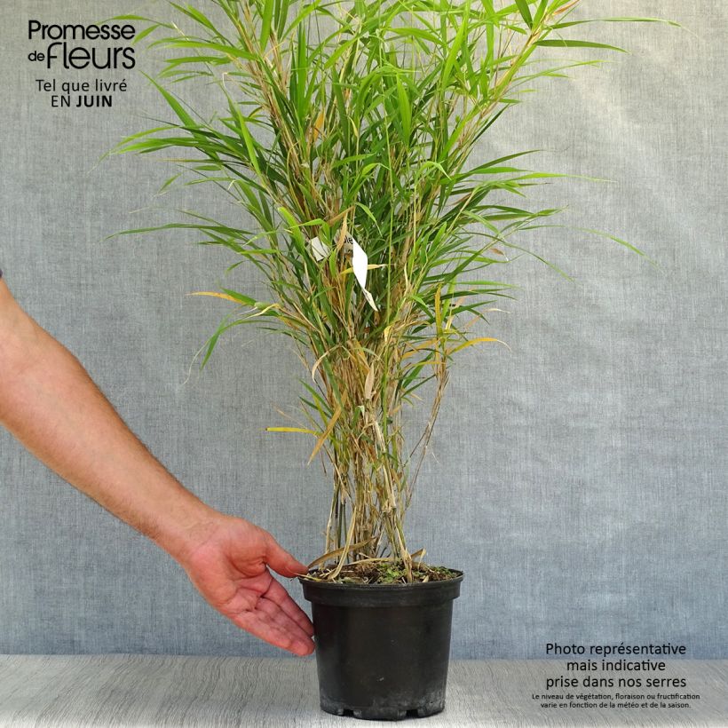 Esemplare di Pleioblastus linearis Vaso da 2L/3L consegnato in estate