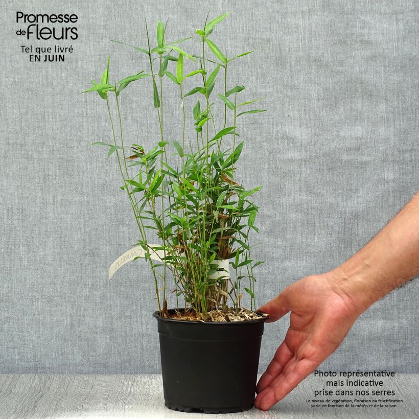 Esemplare di Pleioblastus pygmaeus - Bambù pigmeo Vaso da 1L/1,5L consegnato in estate