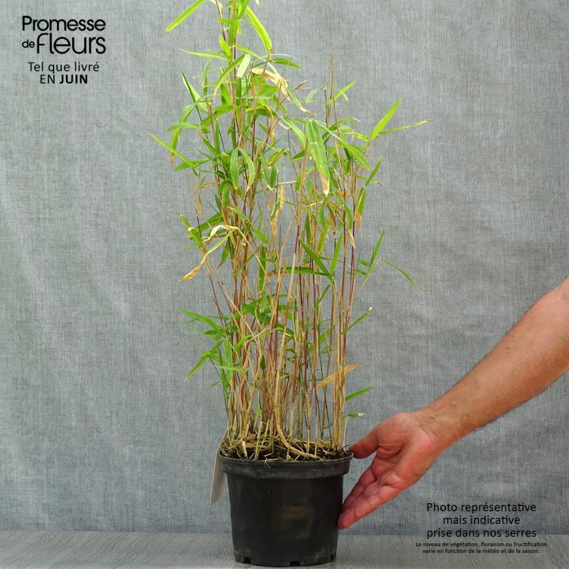 Esemplare di Pleioblastus pygmaeus Distichus - Bambù pigmeo Vaso da 2L/3L consegnato in estate