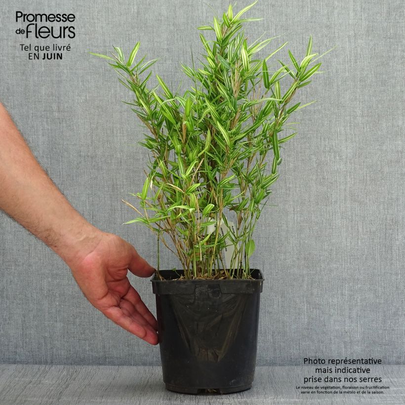 Esemplare di Pleioblastus shibuyanus Tsuboï Vaso da 1,5L/2L consegnato in estate