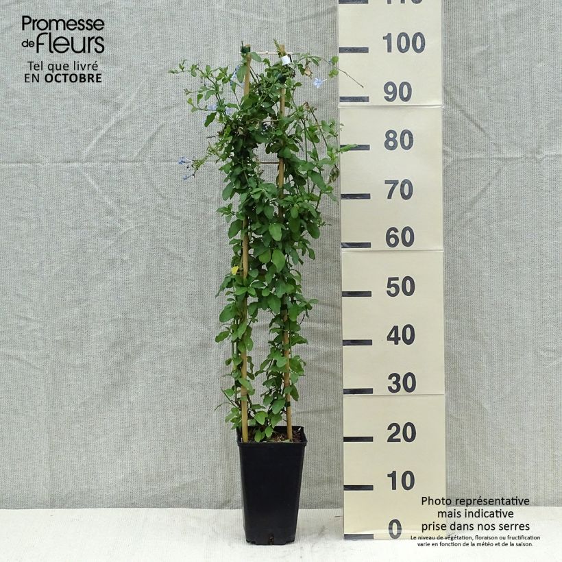 Esemplare di Plumbago auriculata Dark Blue Vaso da 2L/3L come consegnato in autunno