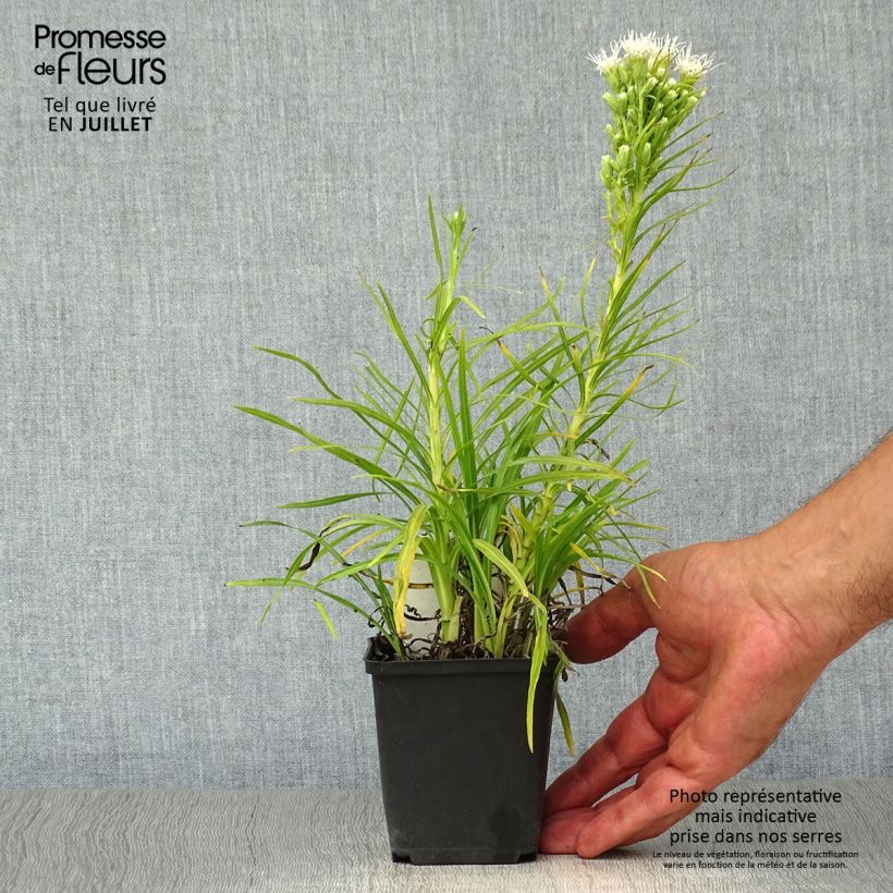 Esemplare di Liatris spicata Alba Vasetto da 8/9 cm consegnato in estate