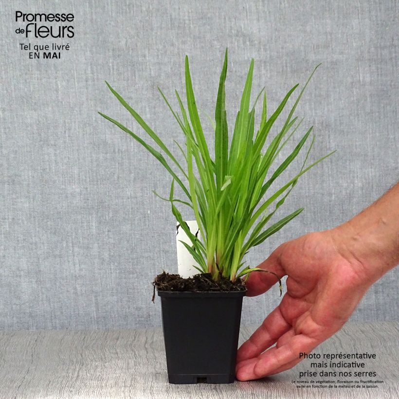 Liatris spicata Floristan Violet Vasetto da 8/9 cm esemplare consegnato in primavera
