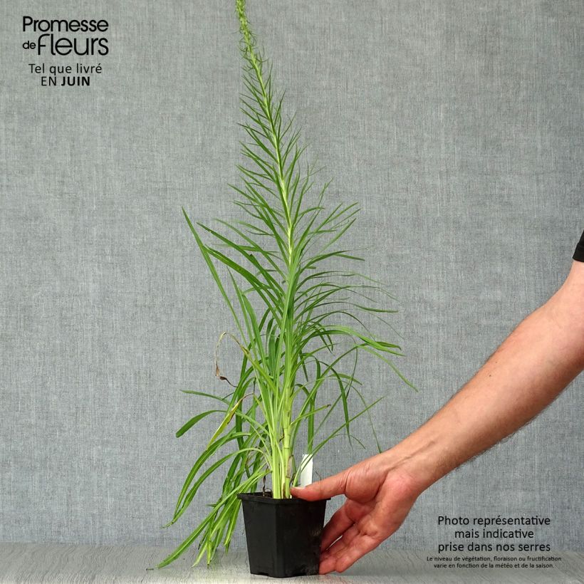 Esemplare di Liatris spicata Floristan White Vasetto da 8/9 cm consegnato in estate