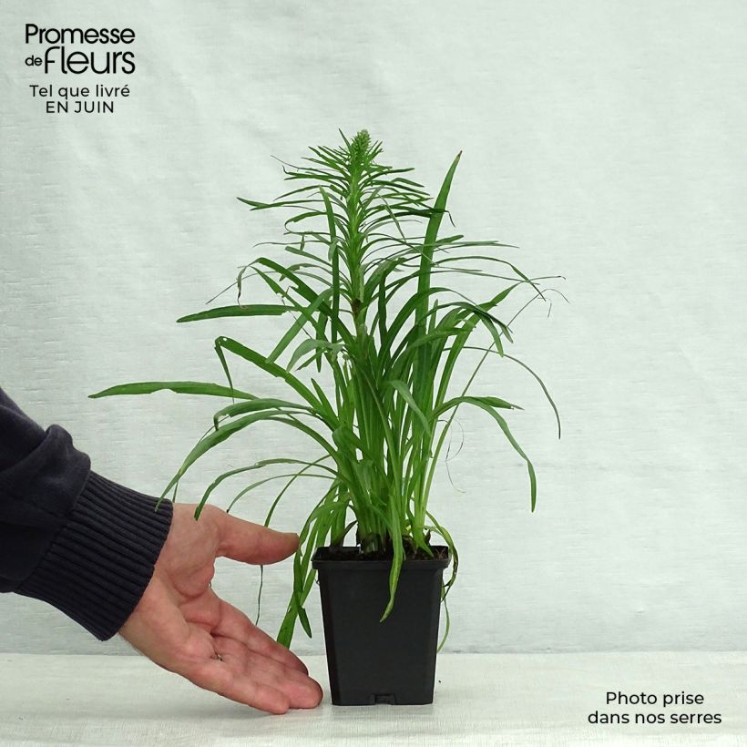Esemplare di Liatris spicata Kobold Vasetto da 8/9 cm consegnato in estate