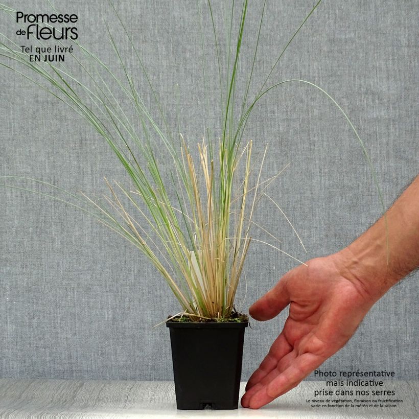 Esemplare di Poa labillardieri Vasetto da 8/9 cm consegnato in estate