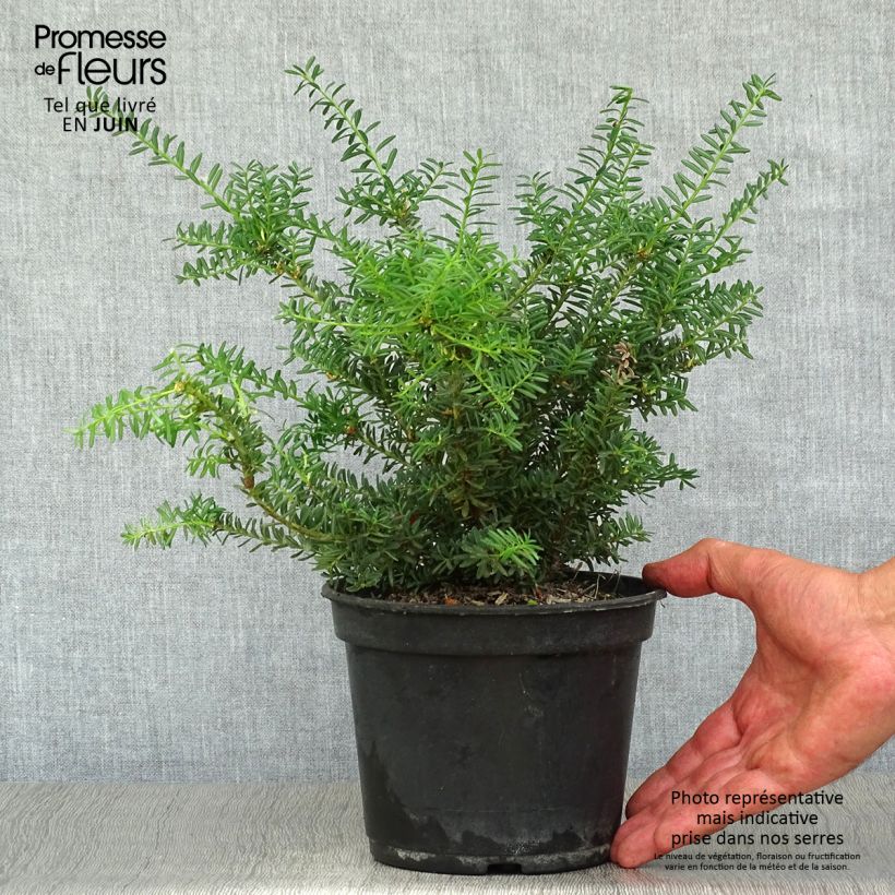 Esemplare di Podocarpus lawrencii Blue Gem Vaso da 2L/3L consegnato in estate