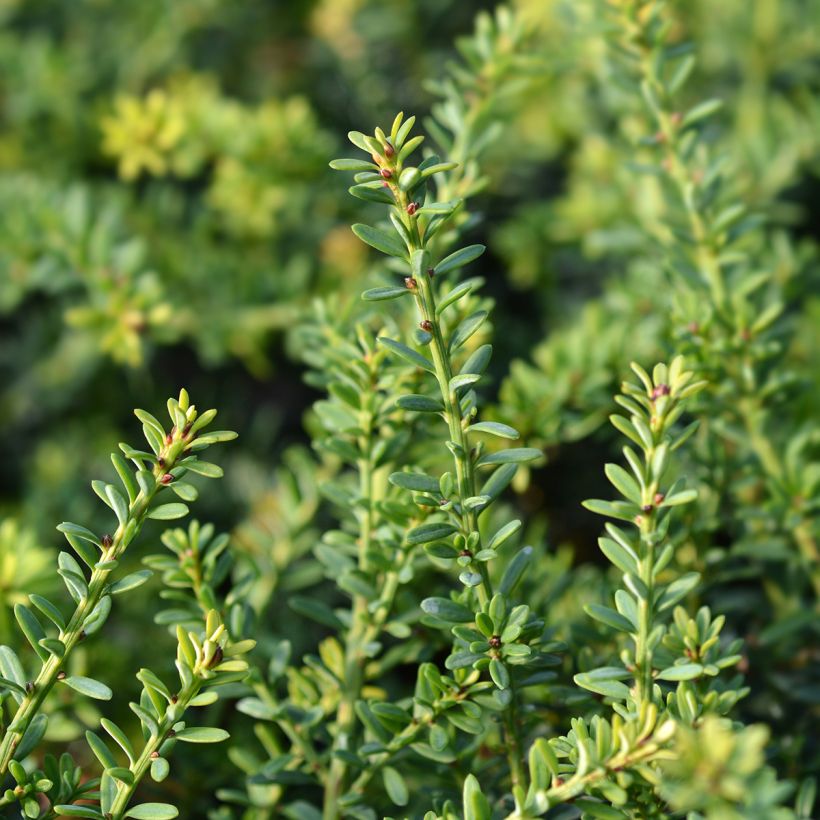 Podocarpus lawrencii Blue Gem (Fogliame)