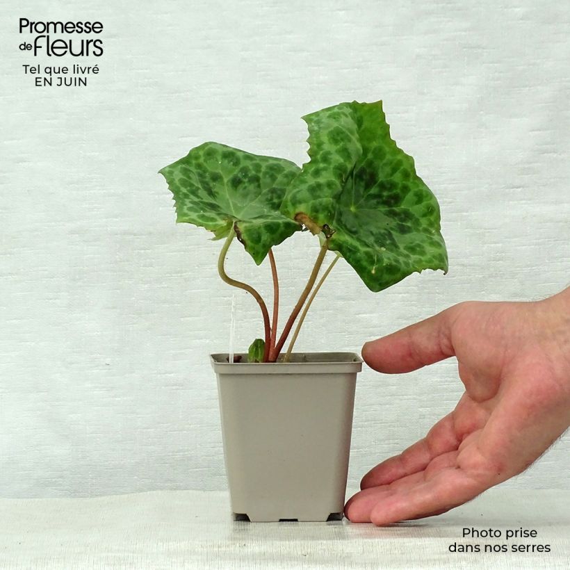Esemplare di Podophyllum Spotty Dotty - Podofillo Vasetto da 8/9 cm consegnato in estate
