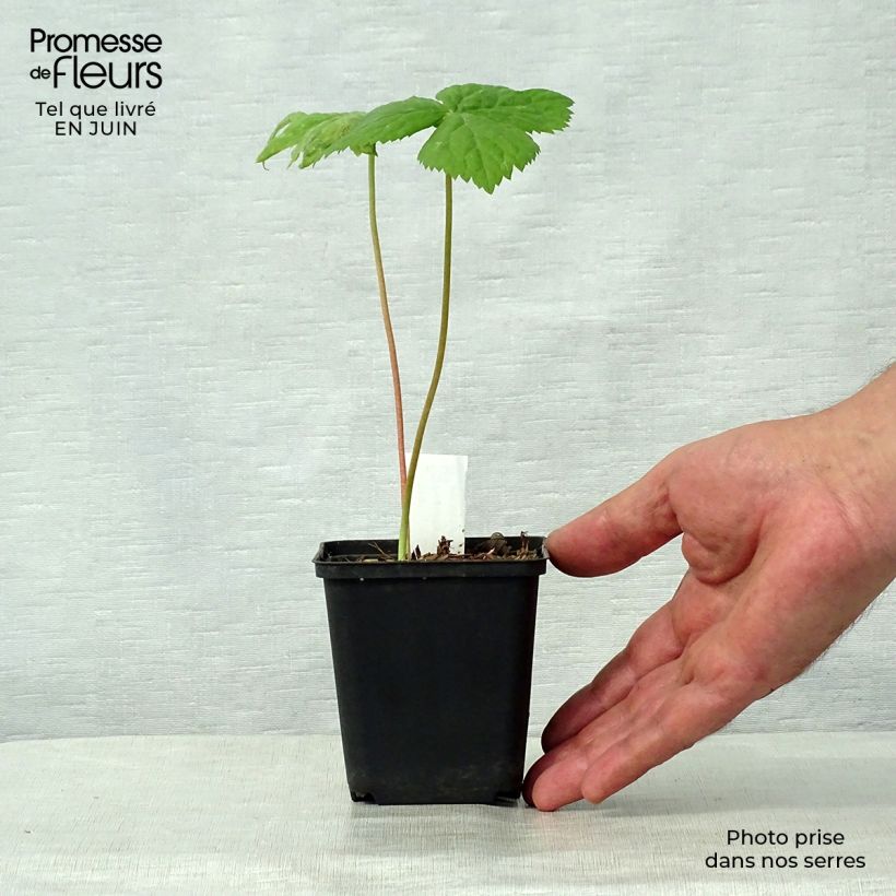 Esemplare di Podophyllum hexandrum - Podofillo indiano Vasetto da 8/9 cm consegnato in estate