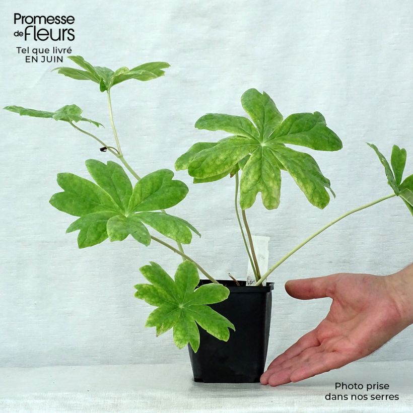 Esemplare di Podophyllum peltatum - Podofillo Vasetto da 8/9 cm consegnato in estate