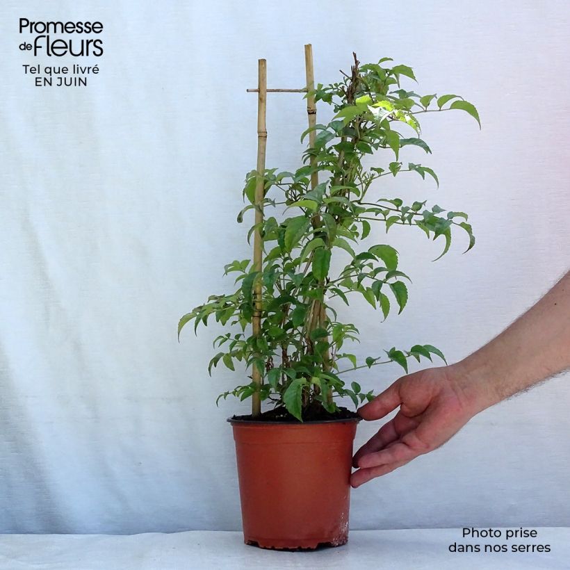 Esemplare di Podranea ricasoliana - Bignonia rosa Vaso da 2L/3L consegnato in estate