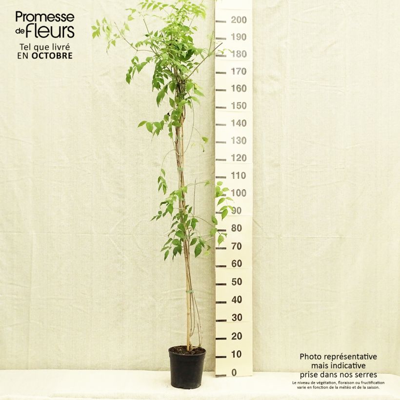 Esemplare di Podranea ricasoliana Comtesse Sarah - Bignonia rosa Vaso da 2L/3L come consegnato in autunno