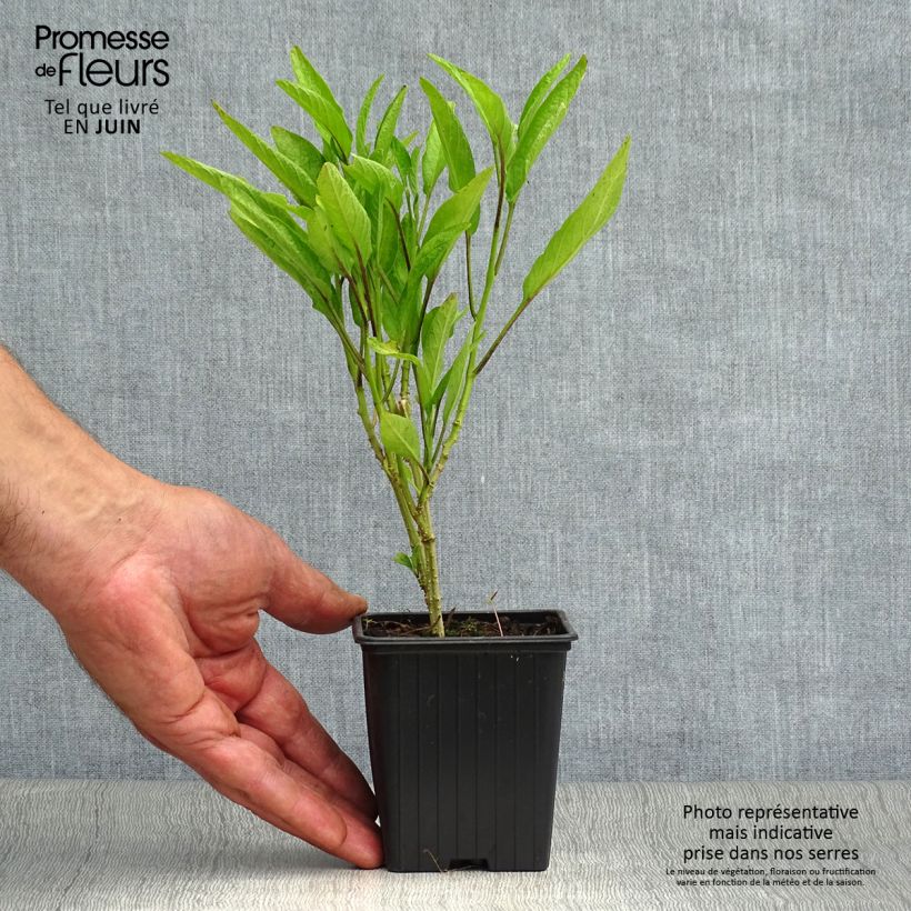 Esemplare di Pepino - Solanum muricatum Vasetto da 7/8 cm consegnato in estate
