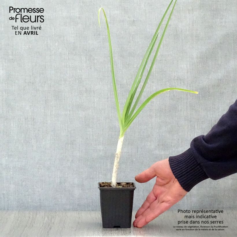 Porro perenne Bio Vasetto da 7/8 cm esemplare consegnato in primavera