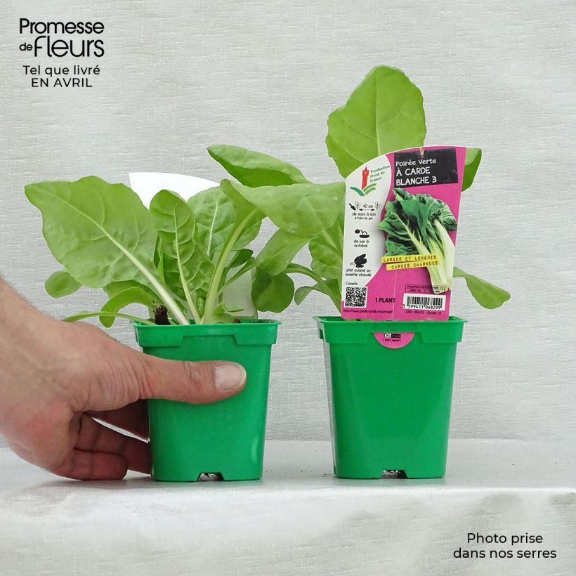Bietola with White Rib 3 race B in seedlings Vaso da Ø 10 cm/11 cm esemplare consegnato in primavera