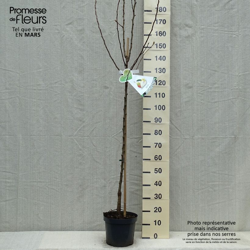 Pero Clapp’s Favorite Vaso da 7,5L/10L, Vaso impalcato medioAltezza consegnata circa 200/220cm esemplare consegnato in primavera