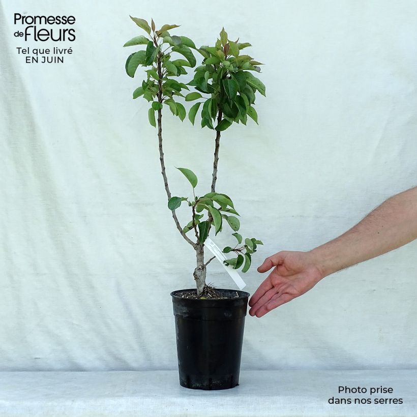 Esemplare di Pero nano Garden Gem Pyred Vaso da 6L/7L, Nano consegnato in estate