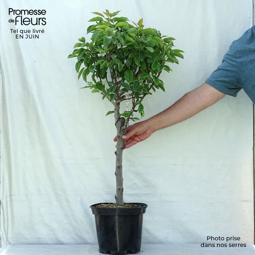 Esemplare di Pero nano Garden Pearl Vaso da 6L/7L, Nano consegnato in estate