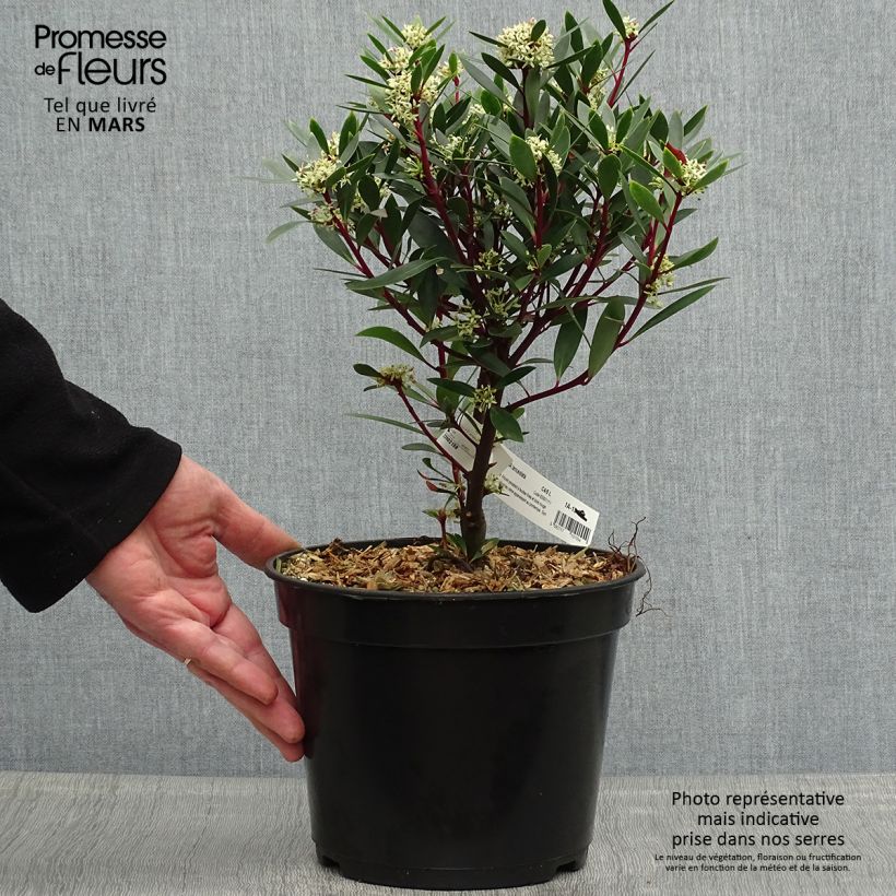 Drimys aromatica Vaso da 4L/5L esemplare consegnato in primavera