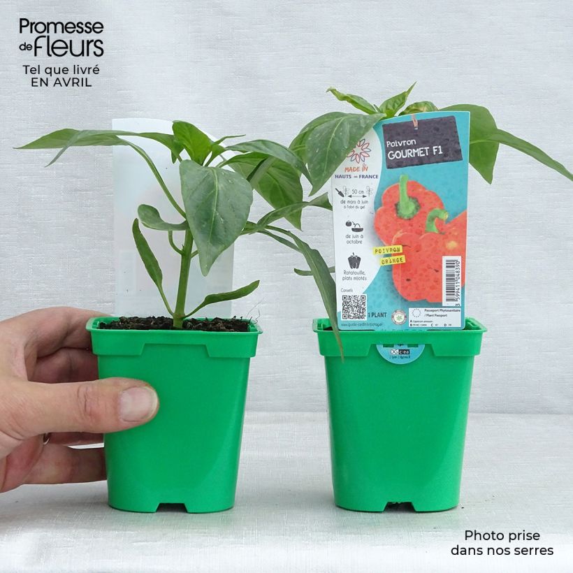 Peperone Arancione Gourmet Vaso da Ø 10 cm/11 cm esemplare consegnato in primavera