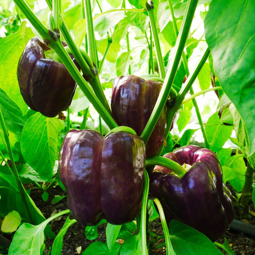 Peperone Purple Bell (Porto)