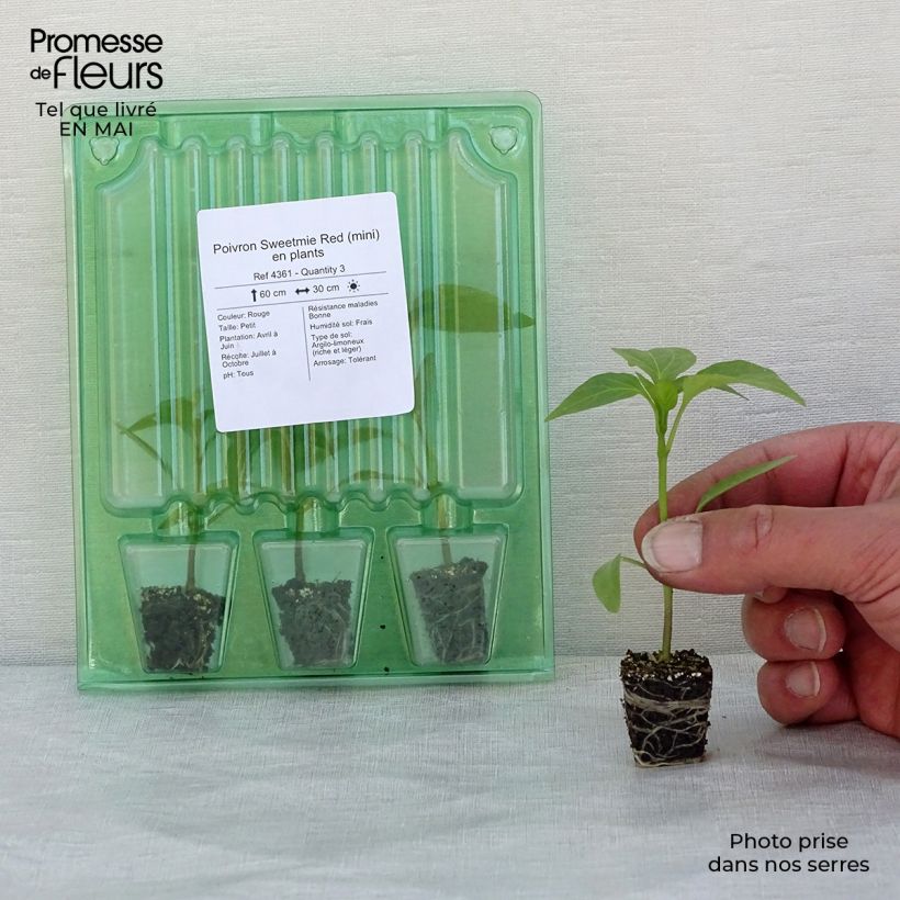 Peperone Sweetmie Red mini zolla... esemplare consegnato in primavera