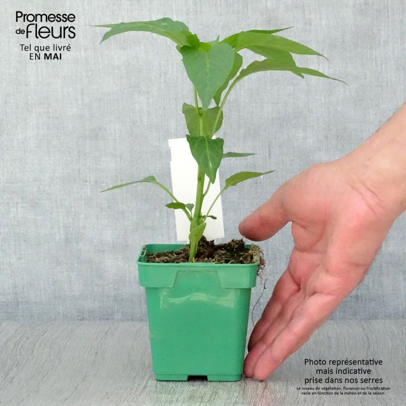 Peperone Terrazzi F1 Vaso da Ø 10 cm/11 cm esemplare consegnato in primavera