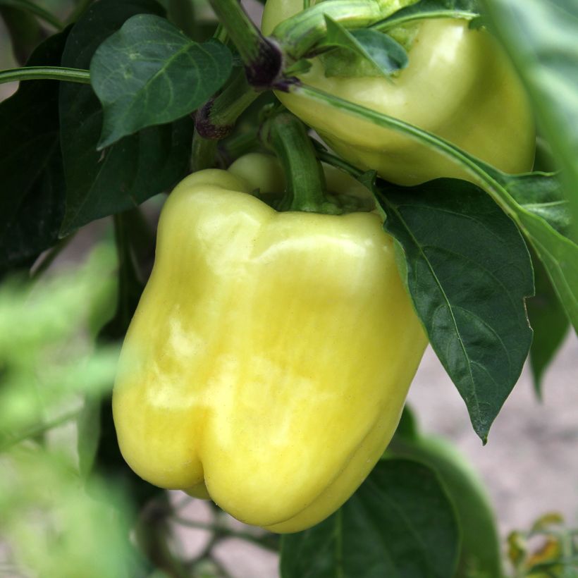 Peperone White Bell (Raccolta)