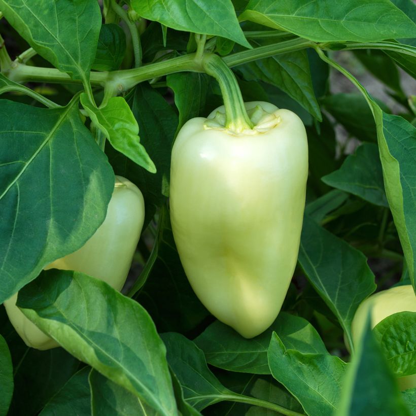 Peperone White Bell (Porto)