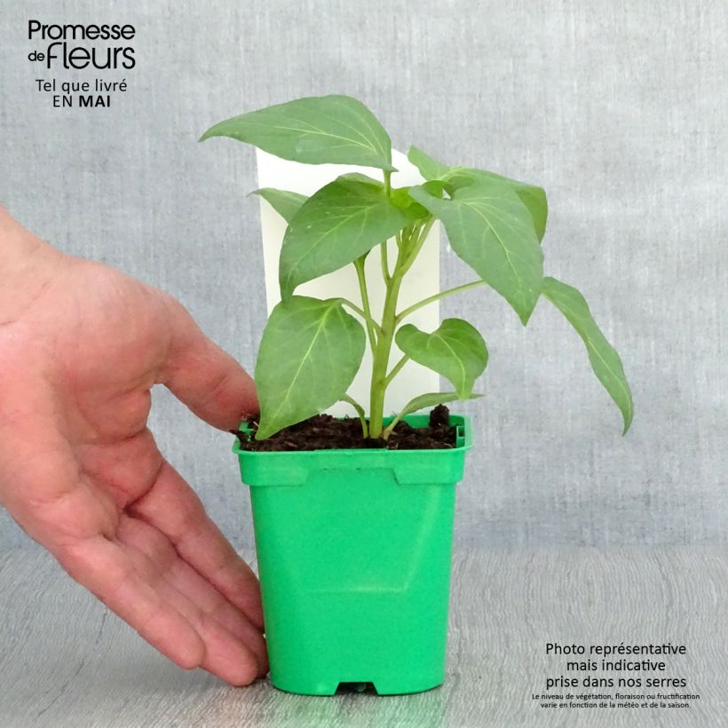 Peperone Bellkaro F1 Vaso da Ø 10 cm/11 cm esemplare consegnato in primavera