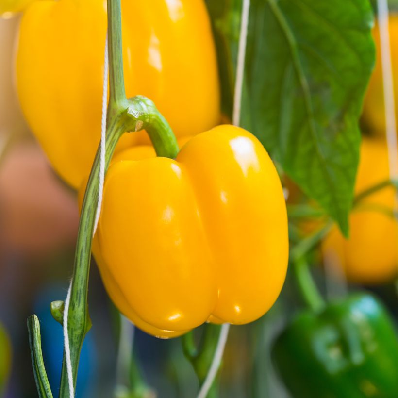 Peperone Quadrato d’Asti giallo Bio (Raccolta)