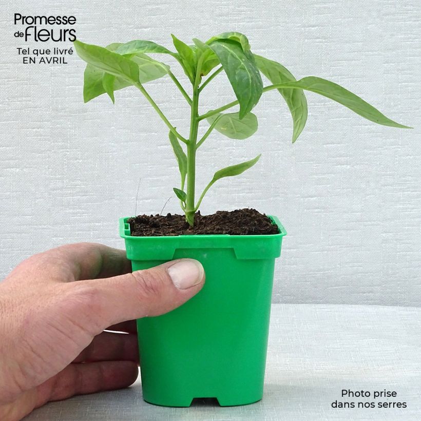 Peperone Tenor F1 Vaso da Ø 10 cm/11 cm esemplare consegnato in primavera