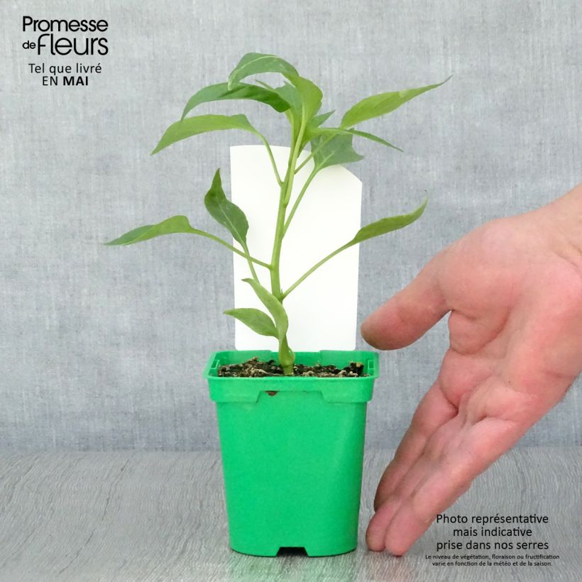 Peperone Oreny F1 (piante innestate) Vaso da Ø 10 cm/11 cm esemplare consegnato in primavera