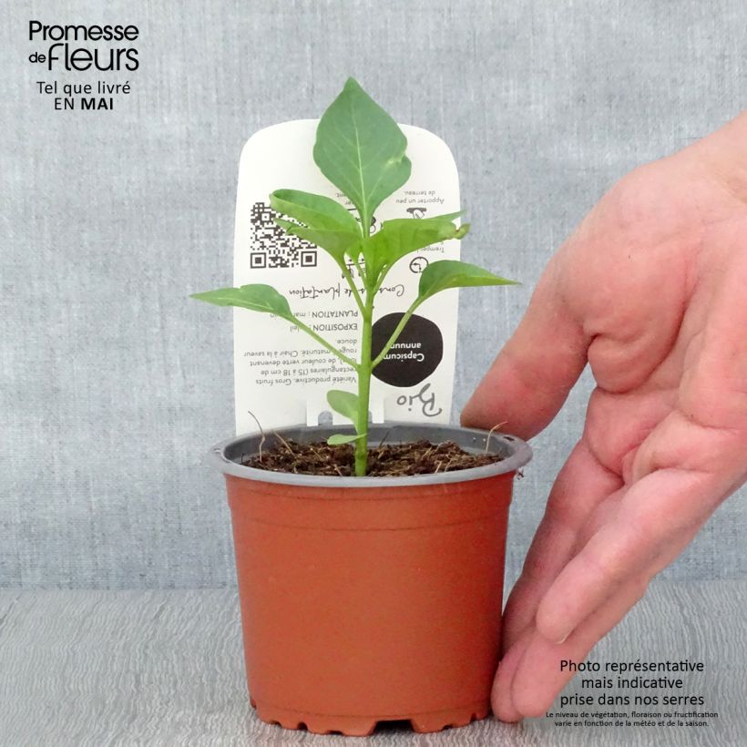 Peperone Jericho F1 Vaso da Ø 10 cm/11 cm esemplare consegnato in primavera