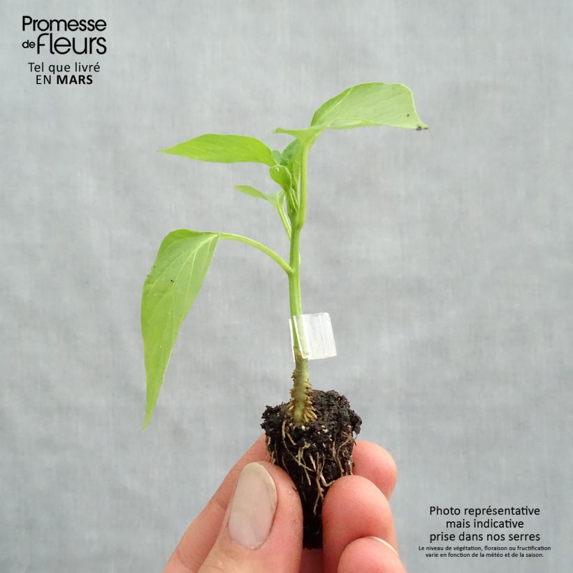 Peperone Jericho F1 Bio (piante innestate) Mini zolla Ø 1,5/2,5 cm esemplare consegnato in primavera