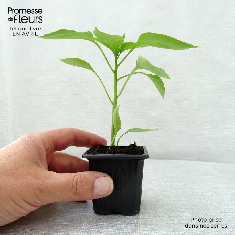Peperone Lamuyo F1 (piante) Vasetto da 7/8 cm esemplare consegnato in primavera