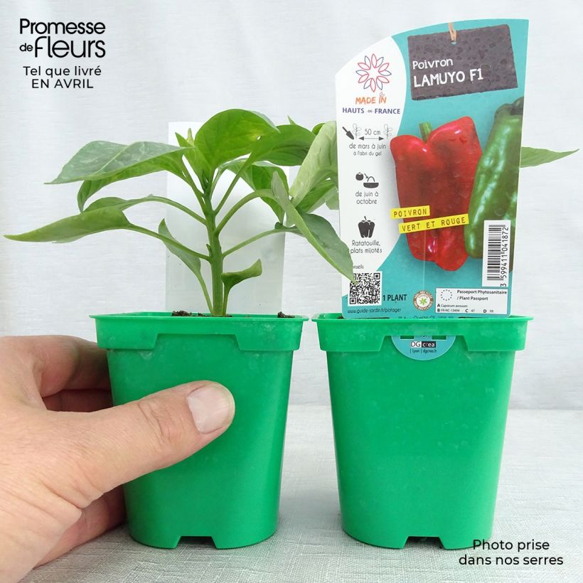 Peperone Lamuyo F1 (piante) Vaso da Ø 10 cm/11 cm esemplare consegnato in primavera