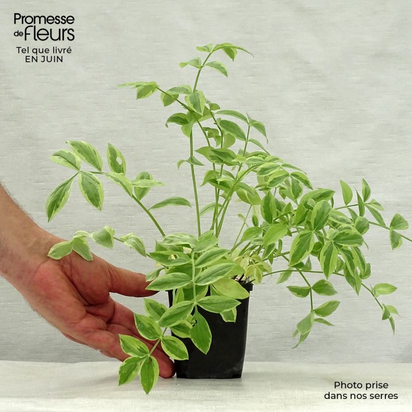 Esemplare di Polemonium reptans Stairway to Heaven Vasetto da 8/9 cm consegnato in estate