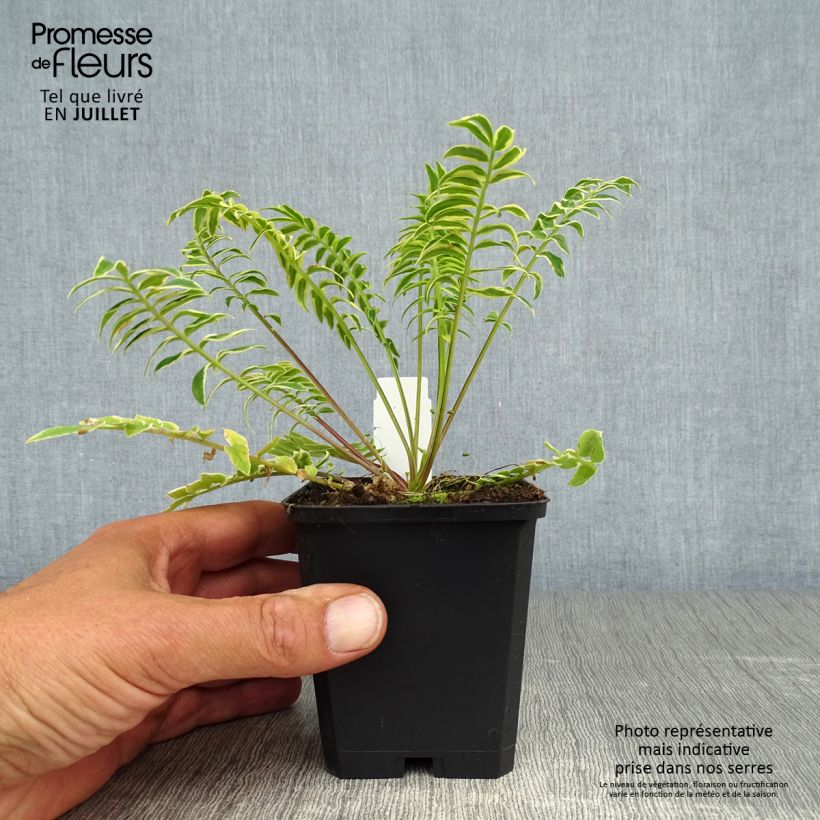 Esemplare di Polemonium caeruleum Brise d'Anjou - Valeriana greca Vasetto da 8/9 cm consegnato in estate