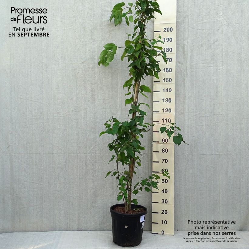 Esemplare di Poliothyrsis sinensis Vaso da 20L/25L consegnato in estate