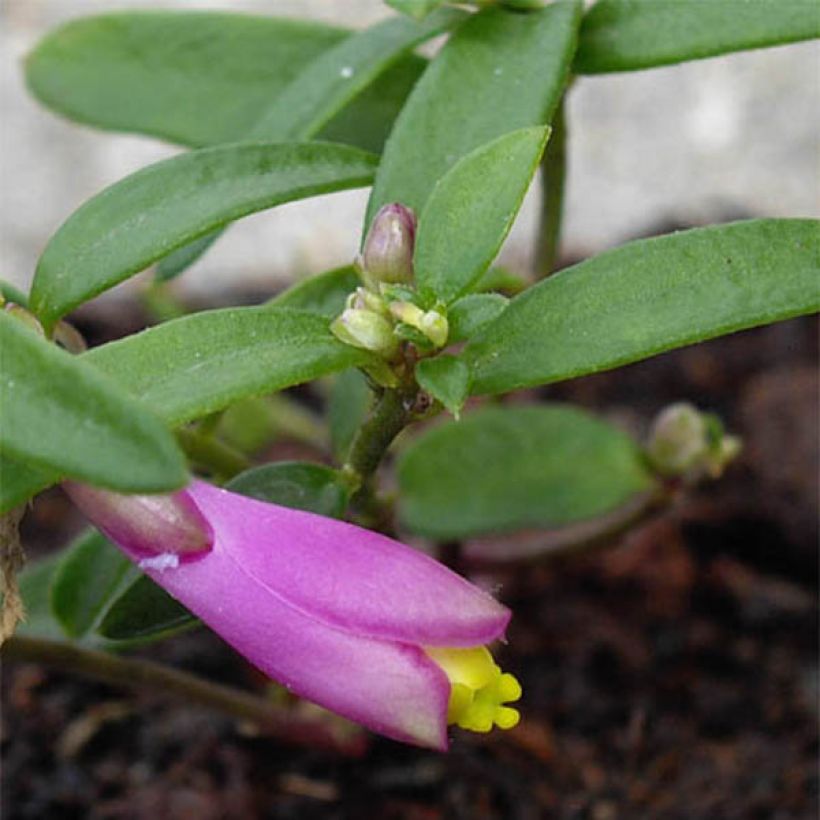 Polygala chamaebuxus Grandiflora - Agave amica (Fogliame)