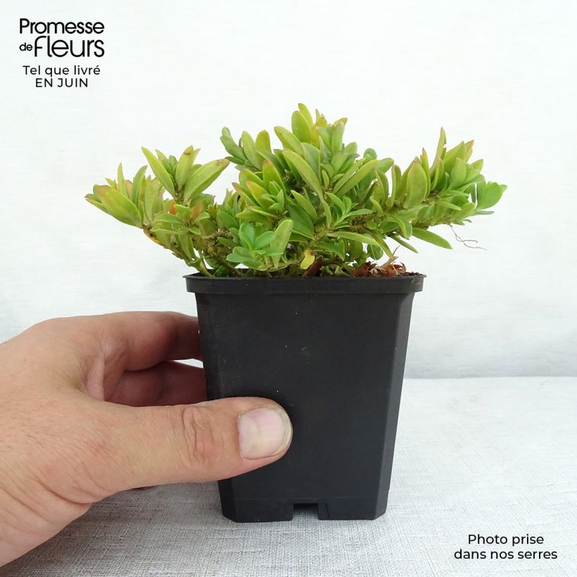 Esemplare di Polygala chamaebuxus Grandiflora - Agave amica Vasetto da 8/9 cm consegnato in estate