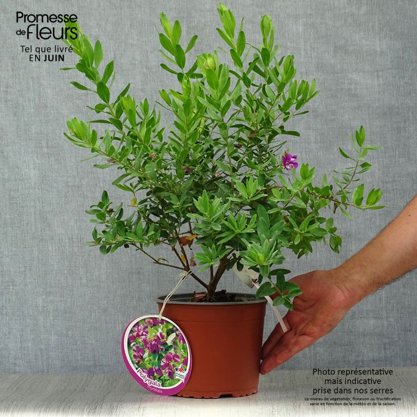 Esemplare di Polygala myrtifolia Vaso da 2L/3L consegnato in estate