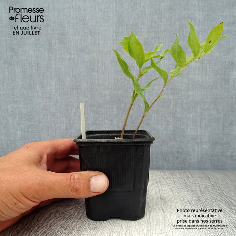Esemplare di Polygonatum Weihenstephan - Sigillo di Salomone Vasetto da 8/9 cm consegnato in estate